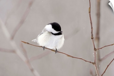 Bird On A Branch