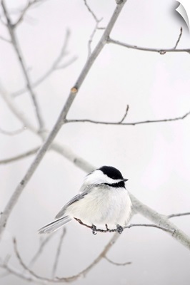 Bird On A Branch