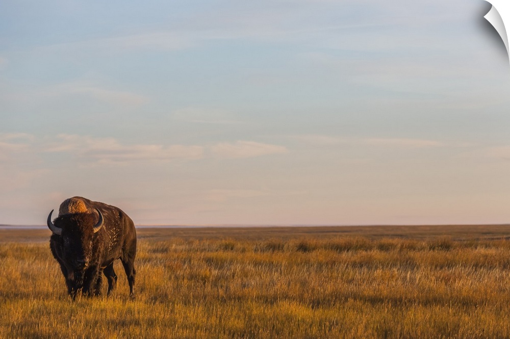 Bison (Bison Bison), Grasslands National Park, Saskatchewan, Canada