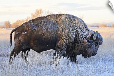 Bison In  Frozen Field With Frost On Its Hair, Grand Teton National Park, Wyoming
