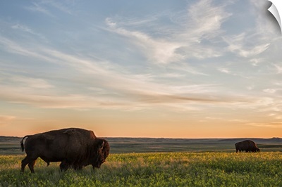 Bison roam the plains at sunset in Grassland National Park, Saskatchewan, Canada
