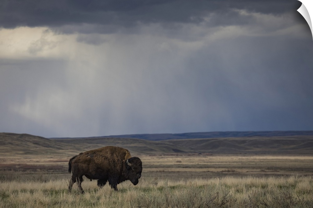 Bison (bison bison) walking in the prairies, Grasslands National Park, Saskatchewan, Canada