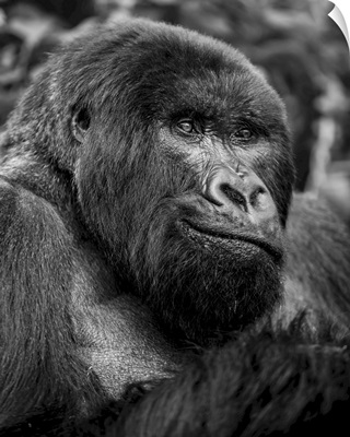 Black And White Close-Up Portrait Of A Gorilla, Northern Province, Rwanda