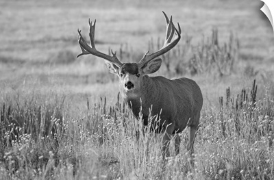 Black And White Image Of A Mule Deer, Buck Standing In A Grass Field, Denver, Colorado