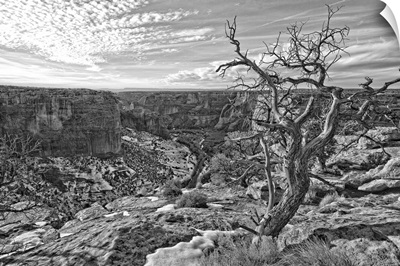 Black And White Image Of Tree On Canyon De Chelley, Arizona, USA