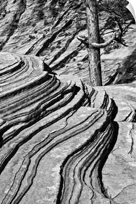 Black And White Of Rocks And Trees, Zion National Park, Utah