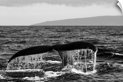 Black and white photo of a humpback whale's tail.