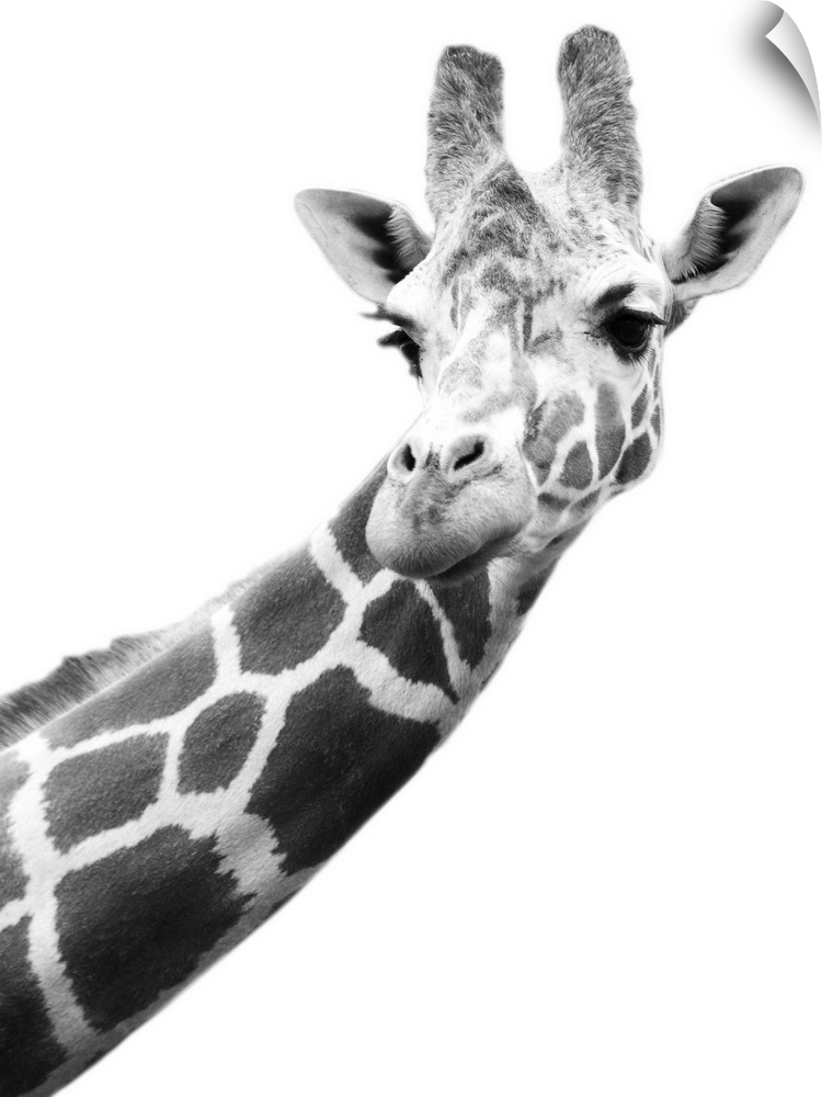 Black And White Portrait Of A Giraffe