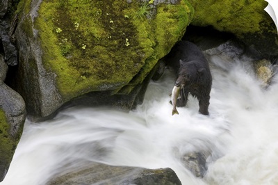 Black Bear Catching A Pink Salmon, Anan Creek, Alaska