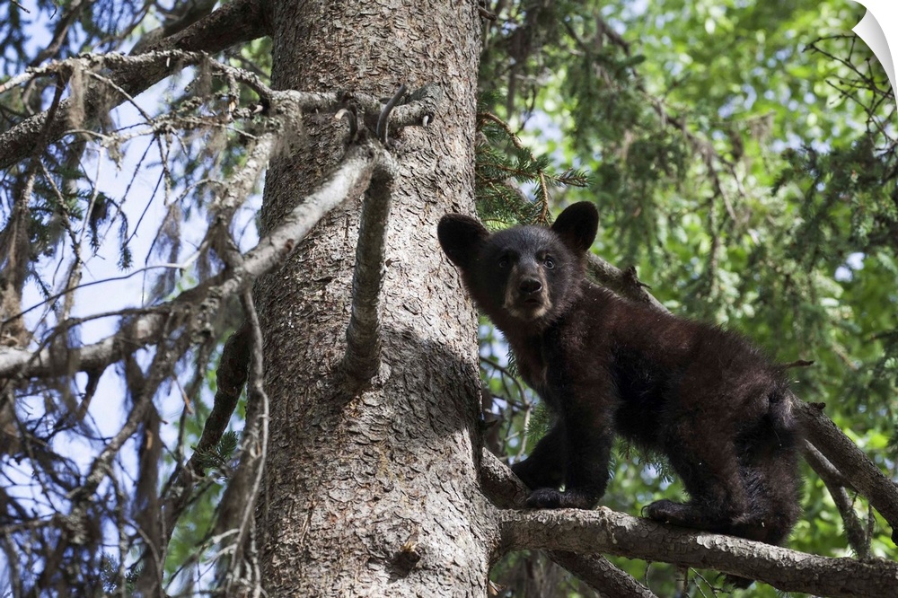 Black Bear (Ursus Americanus) Cub Climbing On A Tree Branch, South-Central Alaska; Alaska, United States Of America