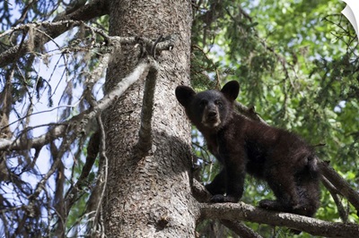 Black Bear Cub Climbing On A Tree Branch, Alaska