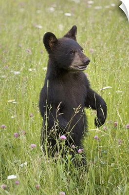 Black Bear Cub, Minnesota Spring Captive