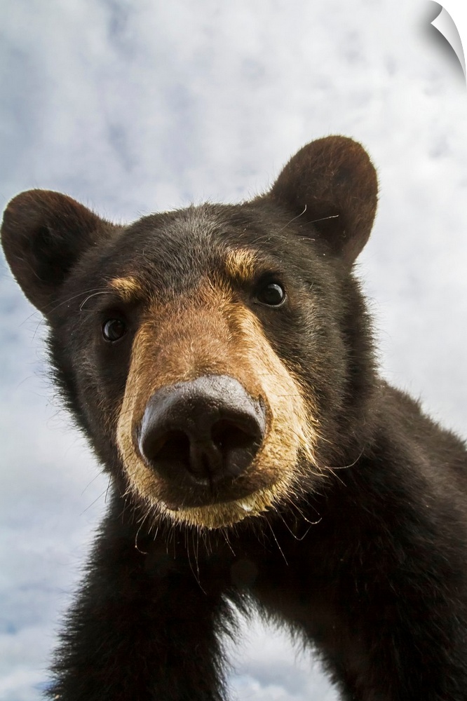 Black bear cub (ursus americanus), captive in Alaska Wildlife Conservation Center, South-central Alaska, Portage, Alaska, ...