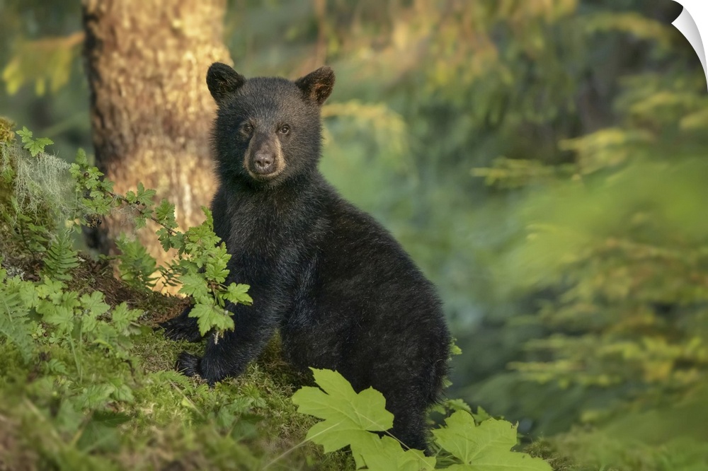 Black bear cub waiting for its mother while she is fishing for salmon along the shoreline, Tongass National Forest, Alaska