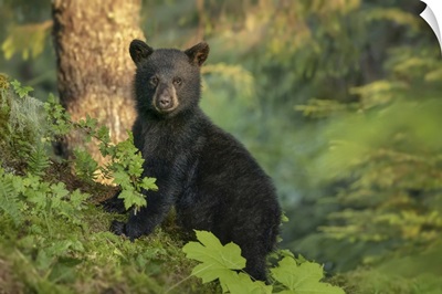 Black Bear Cub, Tongass National Forest, Juneau, Alaska