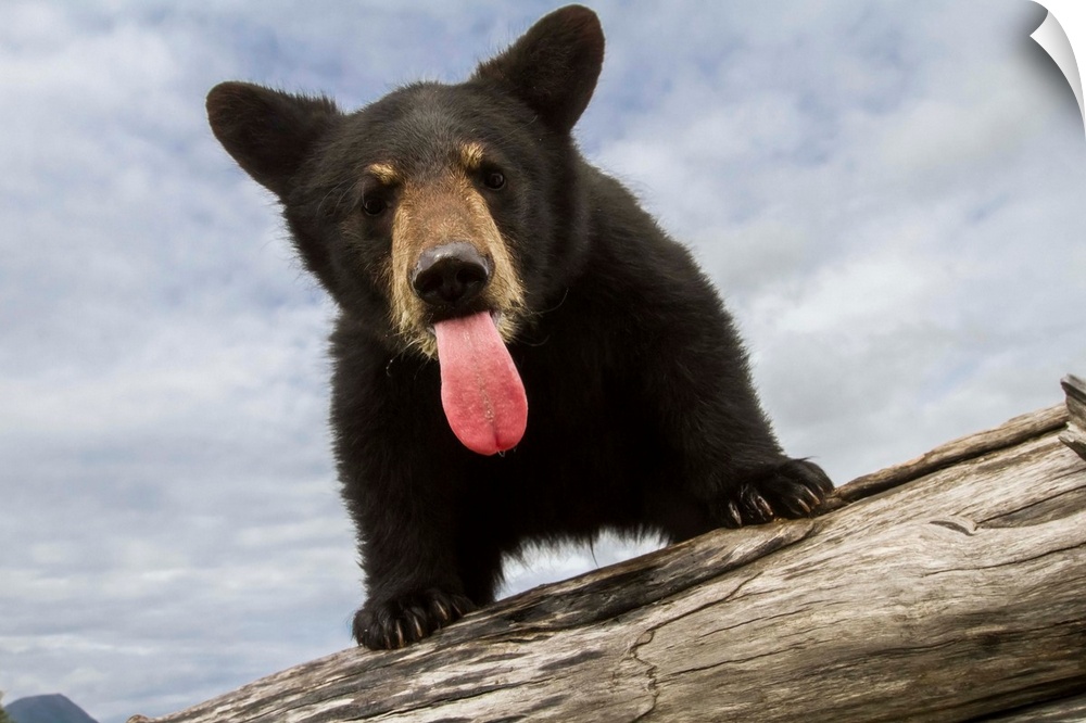 Black bear cub (ursus americanus) with its tongue out, captive in Alaska Wildlife Conservation Center, South-central Alask...