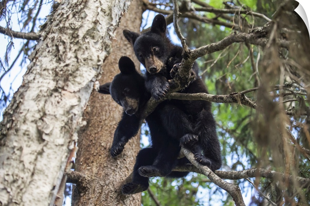 Black bear (ursus americanus) cubs playing on the tree branches, south-central Alaska, Alaska, united states of America.