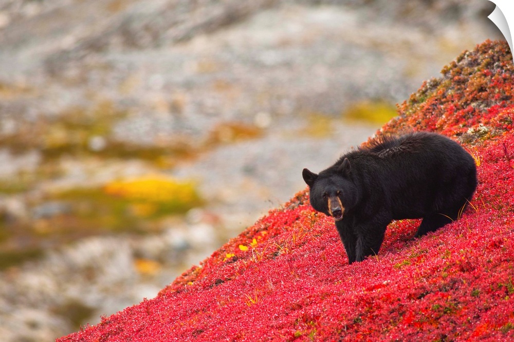 A black bear foraging for berries on a bright red patch of tundra on a fall day near the Harding Icefield Trail at Exit Gl...