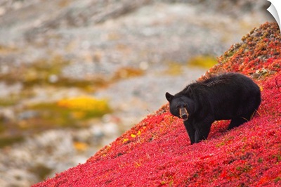 Black bear foraging for berries on a bright red patch of tundra