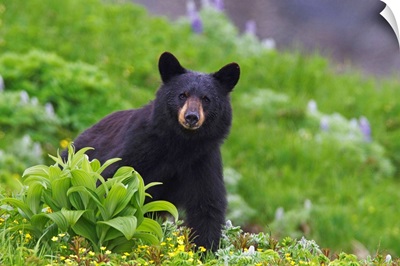 Black Bear, Harding Icefield Trail, Kenai Fjords National Park, Southcentral Alaska