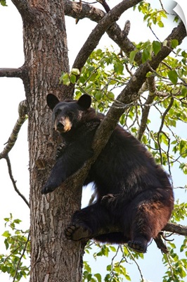 Black bear in a cottonwood tree at Alaska Wildlife Conservation Center, Portage, Alaska