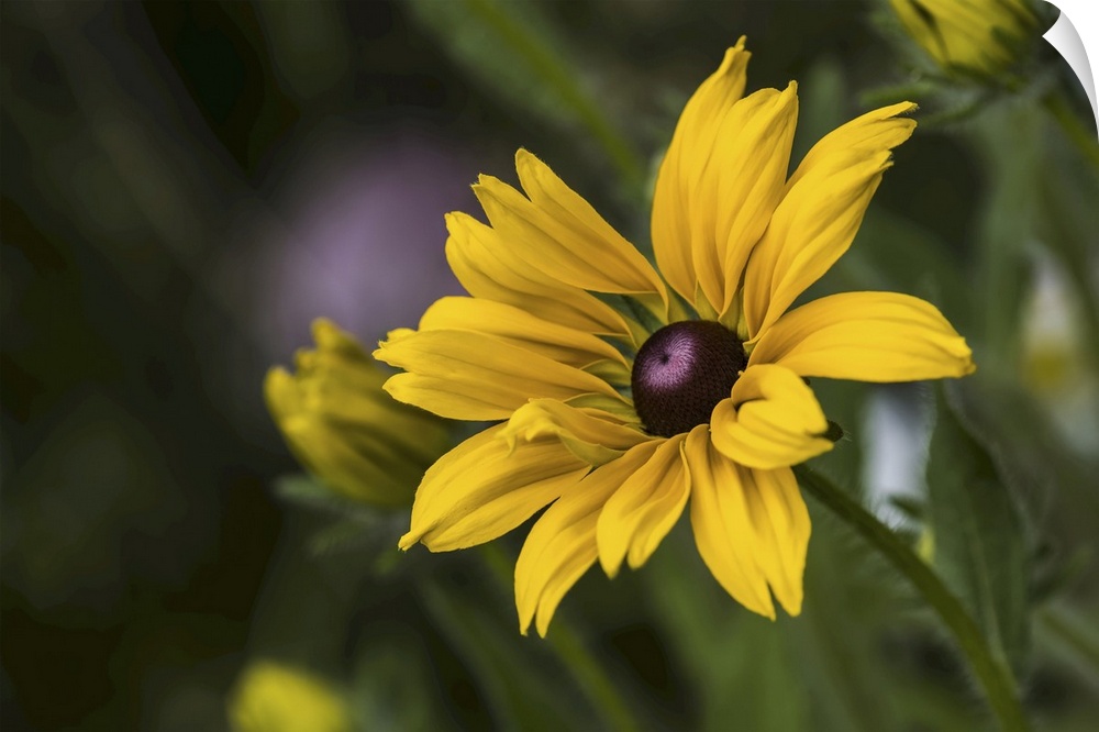 Black-eyed Susan (rudbeckia hirta) blooms in a flower garden, Astoria, Oregon, united states of America.
