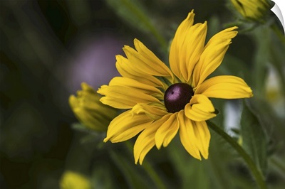 Black-Eyed Susan (Rudbeckia Hirta) Blooms In A Flower Garden, Astoria, Oregon