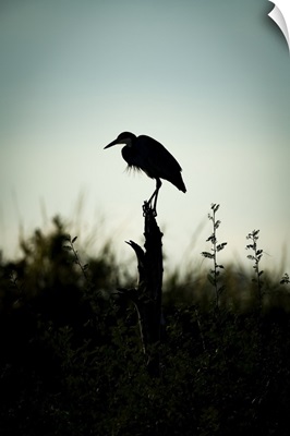 Black-Headed Heron Stands On Stump In Silhouette, Serengeti, Tanzania