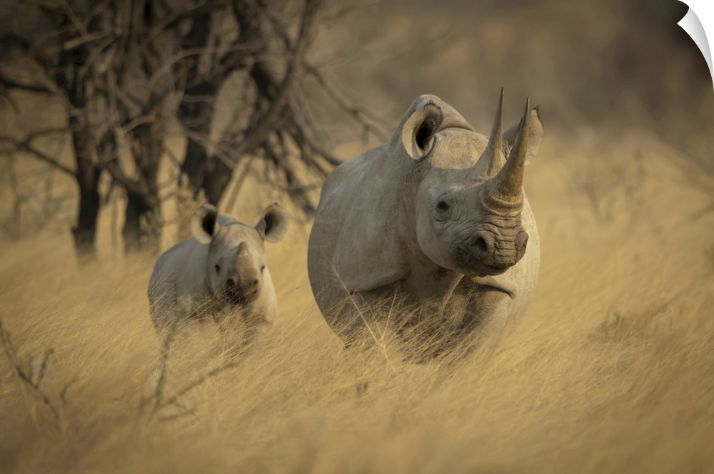Black rhino stands in grass with baby