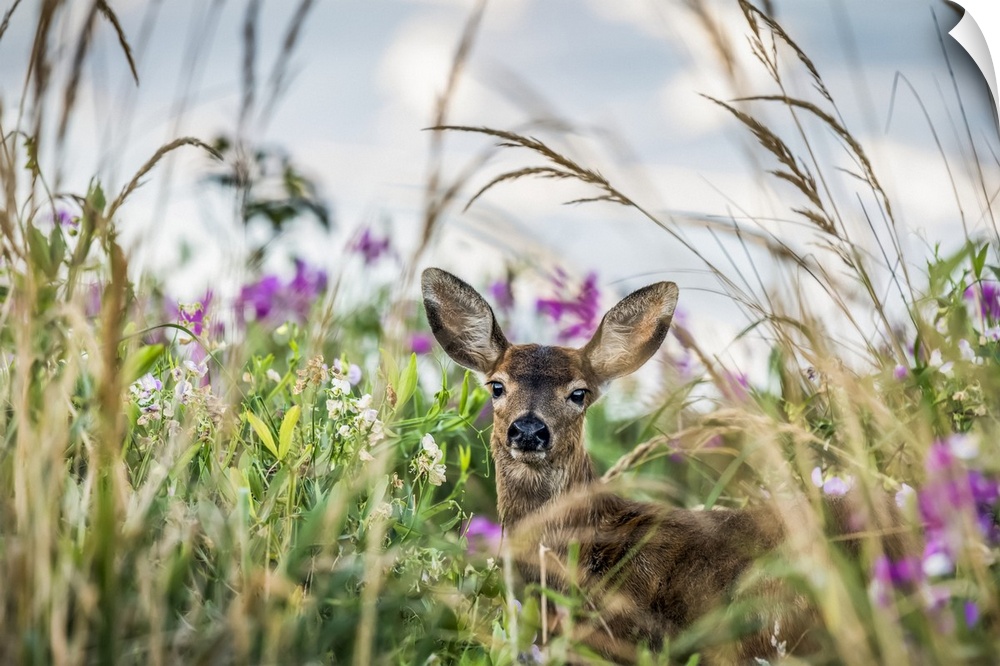 A Black-tailed deer (Odocoileus hemionus) finds concealment in tall grass at Cape Disappointment State Park; Ilwaco, Washi...