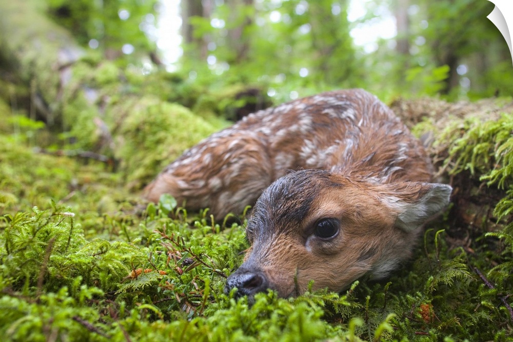 Black-tailed deer (Odocoileus hemionus sitkaensis), newborn fawn lying in moss covered rainforest, Montague Island, Prince...