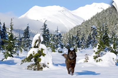 Black wolf in snow covered meadow in Alaskas Tongass Forest near Coast Mountains