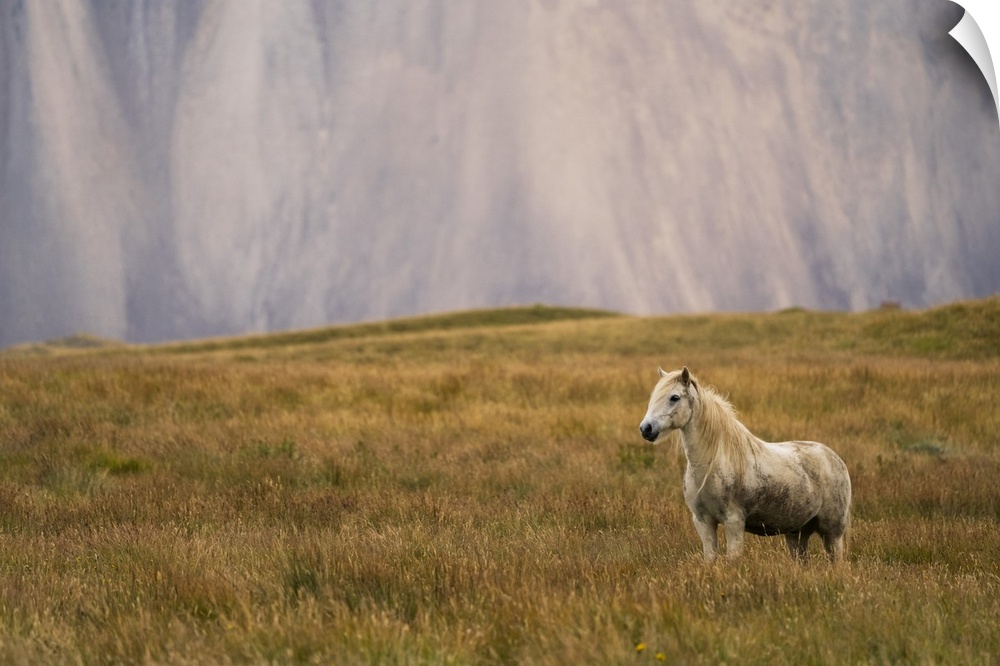 Blond Icelandic horse standing in a grass field with a mountain cliff in the background, Iceland