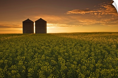 Bloom Stage Canola Field With Grain Bins, Manitoba, Canada