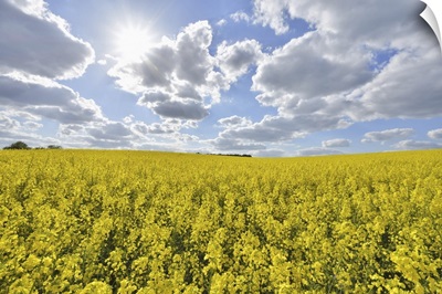 Blooming Canola Field With Sun In Spring, Bavaria, Germany