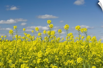 Blooming Mustard Field, Ponteix Saskatchewan, Canada