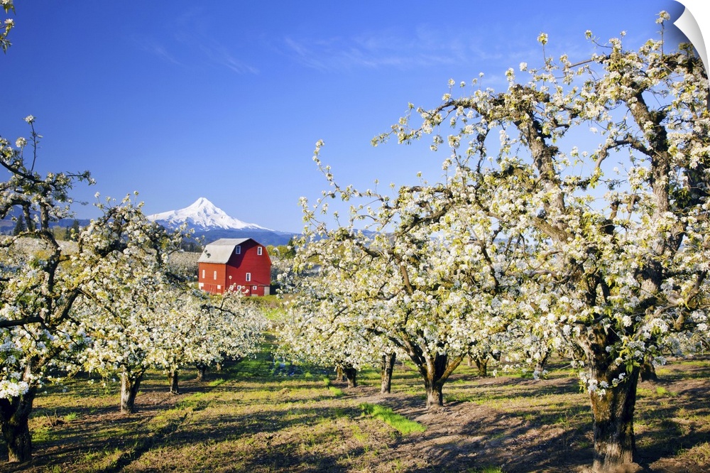 04 May 2011 --- sunrise Mt.Hood and old red barn, Hood River Valley and apple blossoms, Hood River Oregon, Columbia River ...