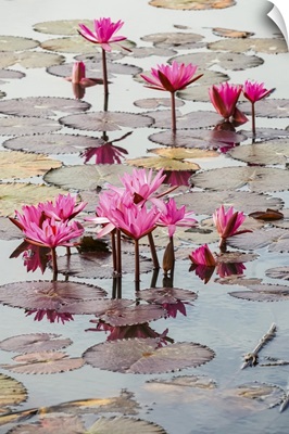 Blossoming Fuchsia Lotus (Nelumbo) Plants, Red Lotus Sea, Nong Han Lake, Thailand