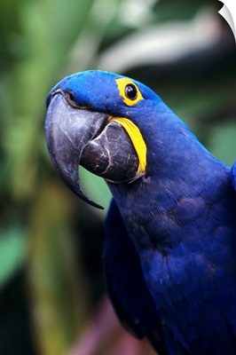 Blue And Yellow Hyacinth Macaw