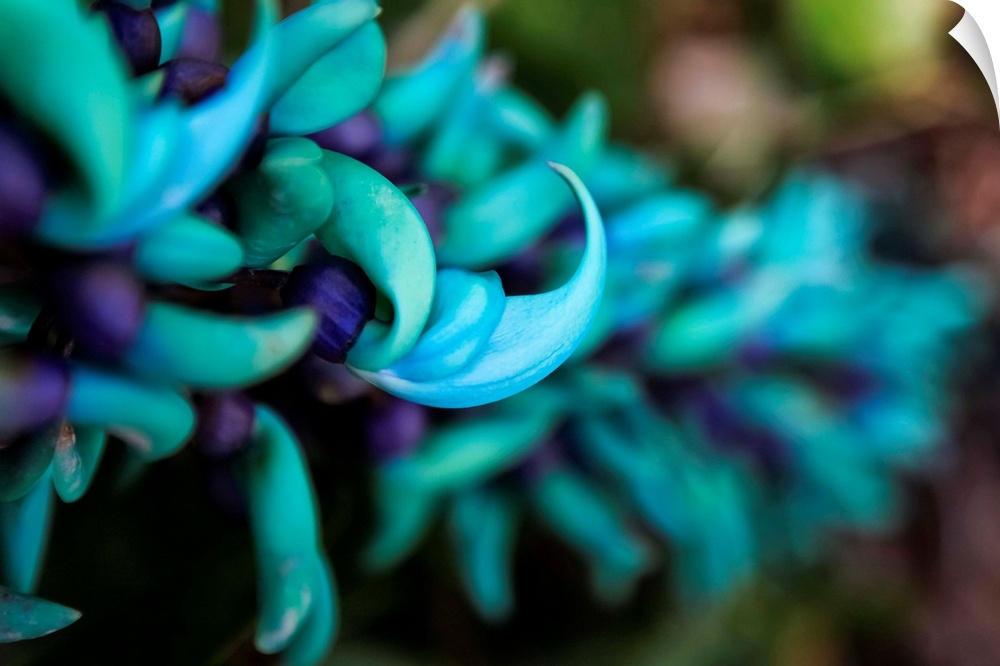 Blue jade plant with purple flowers; Hawaii, United States of America