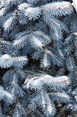 Blue Spruce Branches Covered In Snow