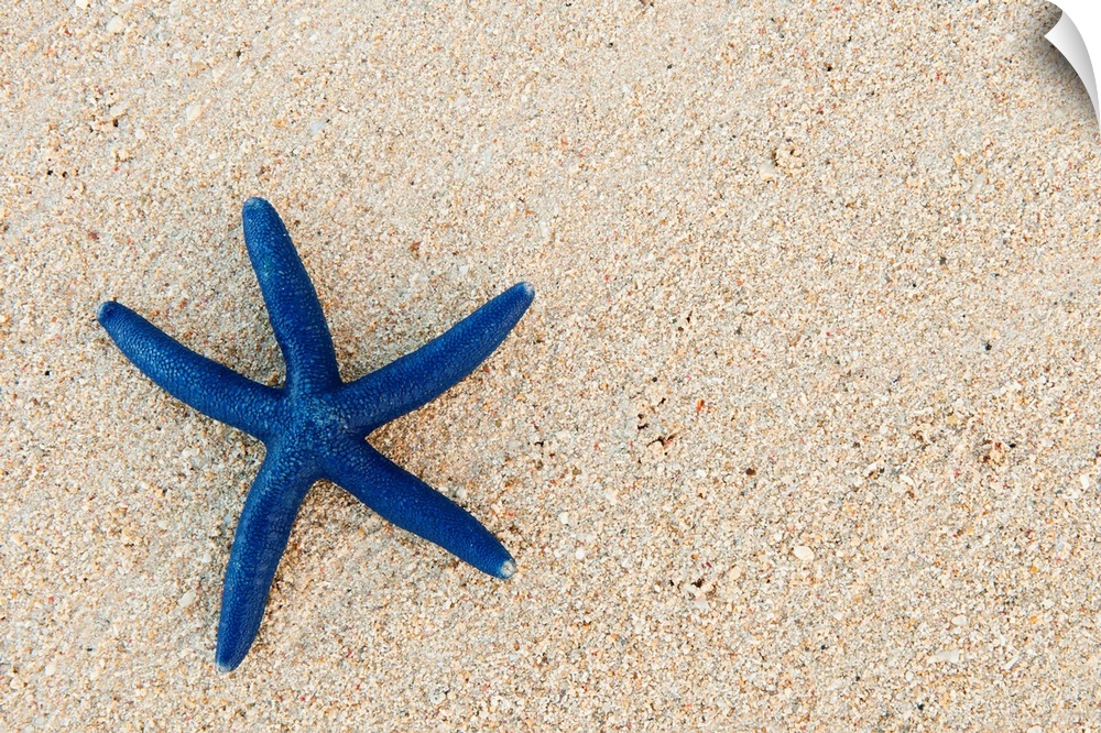 A single starfish is photographed laying on the sand and is skewed to the left of the picture.