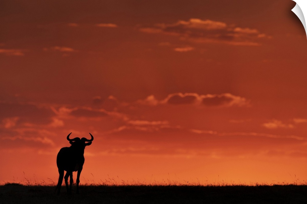A blue wildebeest (Connochaetes taurinus) on the horizon is silhouetted against an orange sky at sunset. It's horns are vi...