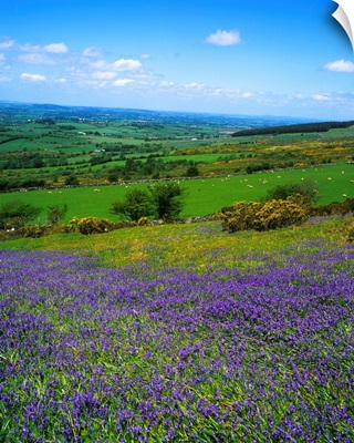 Bluebell Flowers On A Landscape, County Carlow, Republic Of Ireland