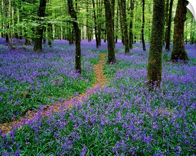 Bluebell Wood, Near Boyle, County Roscommon, Ireland
