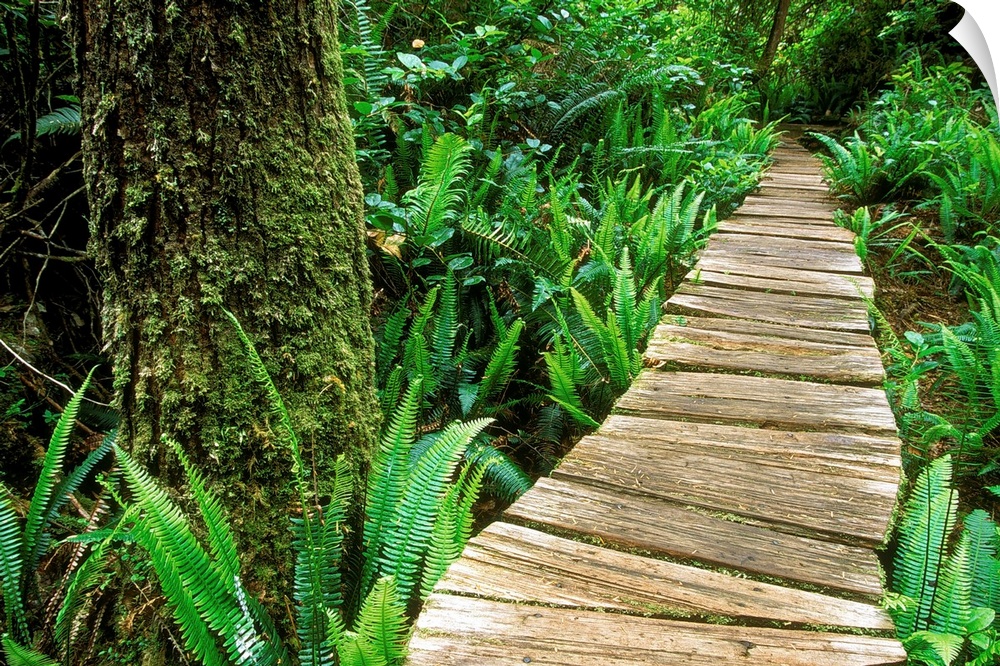 Boardwalk Big Tree Trail In Temperate Rainforest, British Columbia, Canada