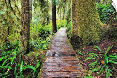 Boardwalk On The Rainforest Trail In Pacific Rim National Park, Canada