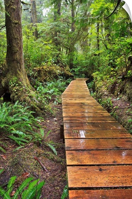 Boardwalk On The Rainforest Trail In Pacific Rim National Park, Vancouver Island