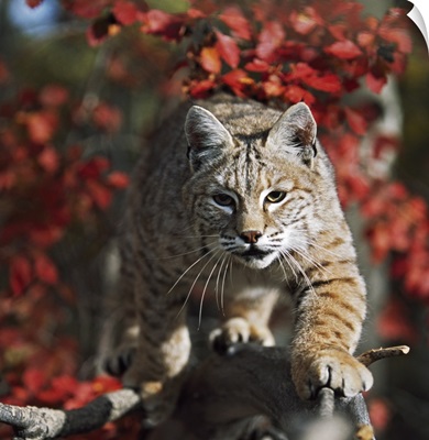 Bobcat (Felis Rufus) Walks Along Branch Through Red Leaves Of A Hawthorn In Autumn
