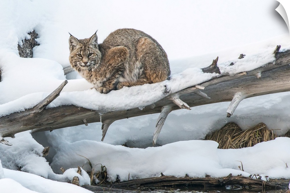 Bobcat (Lynx rufus) resting in the snow on a fallen Lodgepole Pine tree (Pinus contorta), Yellowstone National Park United...